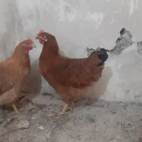 مرغ خانگی ۲ عدد