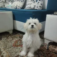 سگ پودل نژاد مالتیز