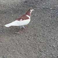 کبوتر.