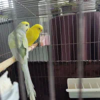 جفت مرغ عشق