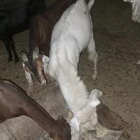 گوسفندنر