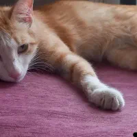 گربه|گربه|سبزوار, رضوی|دیوار
