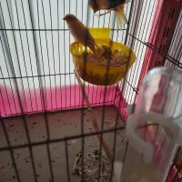 قناری جفت خورده مست مست