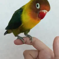طوطی کوتوله برزیلی دستی