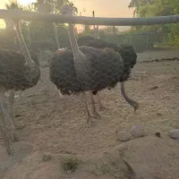 گوشت شتر مرغ