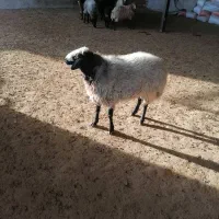 قوچ شال اصل کاربلد