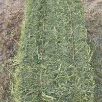 یونجه
