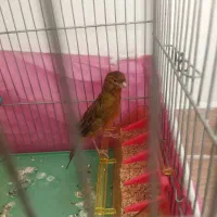 قناری نر سرخ ۳ دانگ