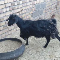 سه تا بز نیم گوشت قیمت کیلو ۳۸۰