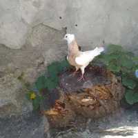 کبوتر طوقی
