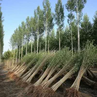 فروش نهال صنوبر تبریزی با ضمانت بسته‌بندی وکیوم