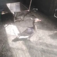 فروش غاز نر