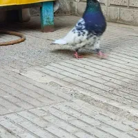 کفتر کله جفت گاه