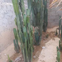 کاکتوس پریانوس