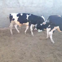 فروش گوساله نر پایه پرواری