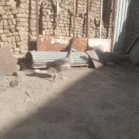 یک جفت غاز نر و ماده با هم به فروش میرسد