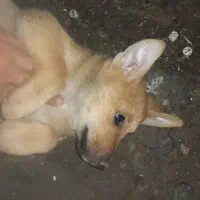 واگذاری توله سگهای خوشگل