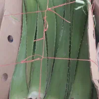 برگ آلوئه ورا عمده