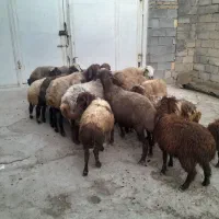 میش وبره باقوچ