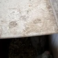 جفت باجوجه