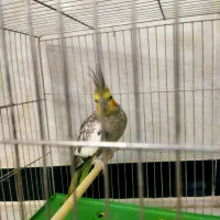 عروس هلندی