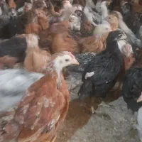 جوجه مرغ وخروس گلپایگانی