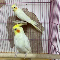 لوتینو دستی