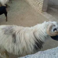 قوچ ترکی شاخ دار، بزری، سه رون، جهت معاوضه یا فروش