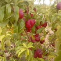 شلیل|خوردنی و آشامیدنی|قیدار, |دیوار