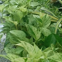 گیاهان آپارتمانی دوس داشتنی