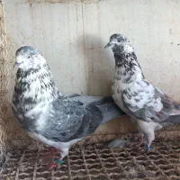 کبوتر پرشی