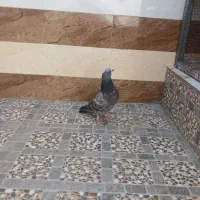 جوجه کبوترپرشی