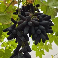 نهال انگور موندراپ (۱متری )