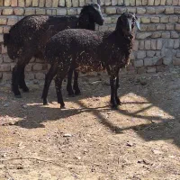 گوسفند بز میش