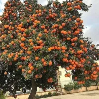 فروش قسطی نهال پرتقال گلدانی نارنگی و انواع لیمو|گل و گیاه طبیعی|دزفول, |دیوار