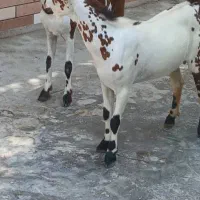 کهره نزار نری گیسه کهره بابچه ماده بره ماده غوچ
