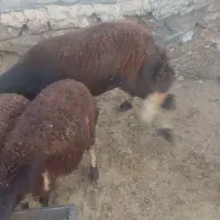 گوسفند بره میش قوچ