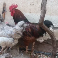 یک عددخروس و یک عدد مرغ محلی تخمگذار