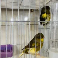 قناری گلستر