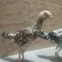 مرغ لاری