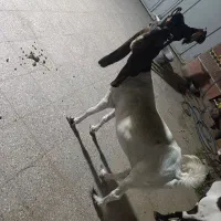 بز مری
