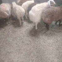 بره نر درخواف