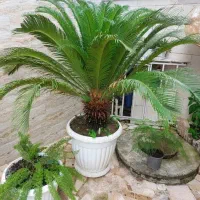 سیکاس