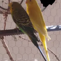 جوجه ی مرغ عشق اماده ی دستی
