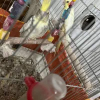 یک جفت عروس هلندی نر و ماده