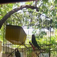مرغ عشق همراه با قفس