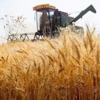 6 تن گندم دیم بی واسطه