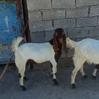 باسلام دوتا بز افقانی