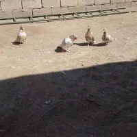 کبوتر|پرنده|خوی, |دیوار