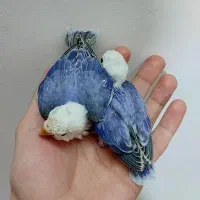 طوطی برزیلی سرلاکی